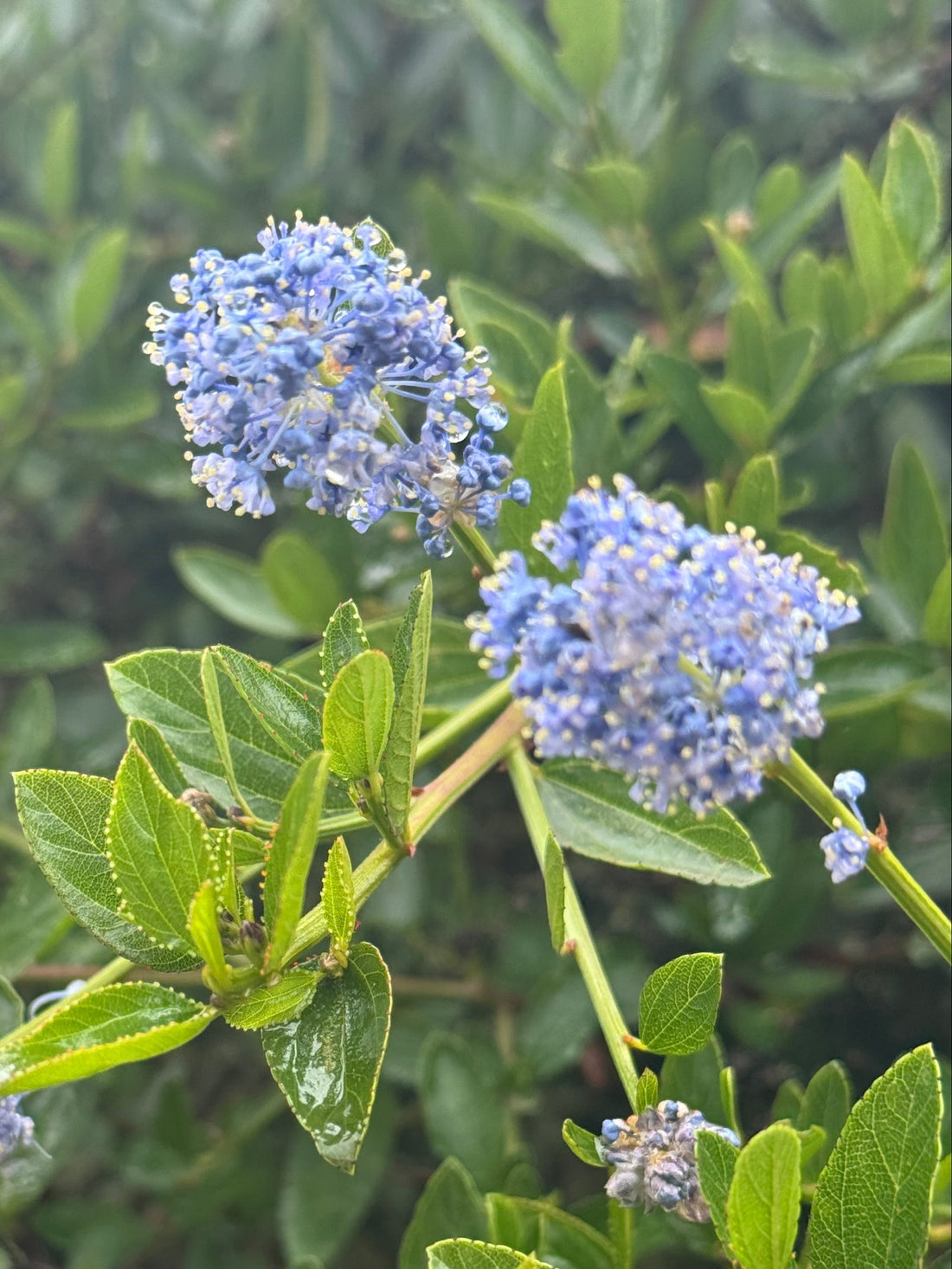 Top 10 Drought Tolerant California Natives for Your Next Gardening Project