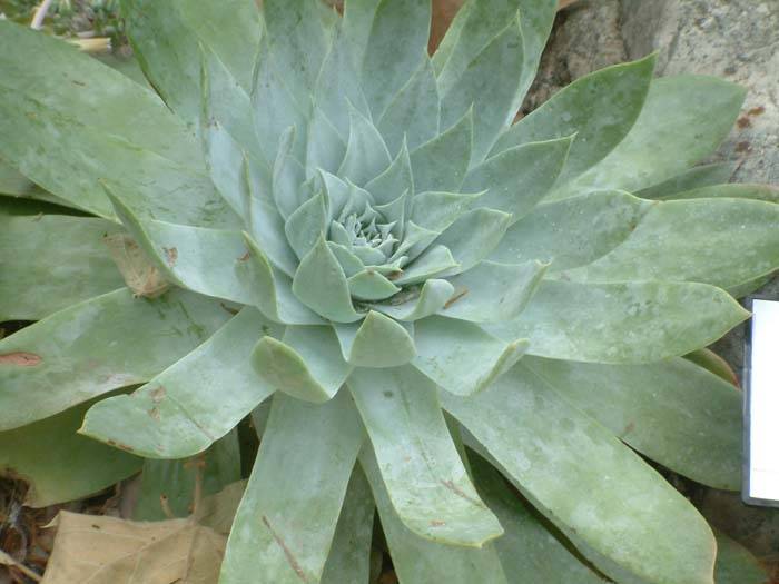 Succulents
