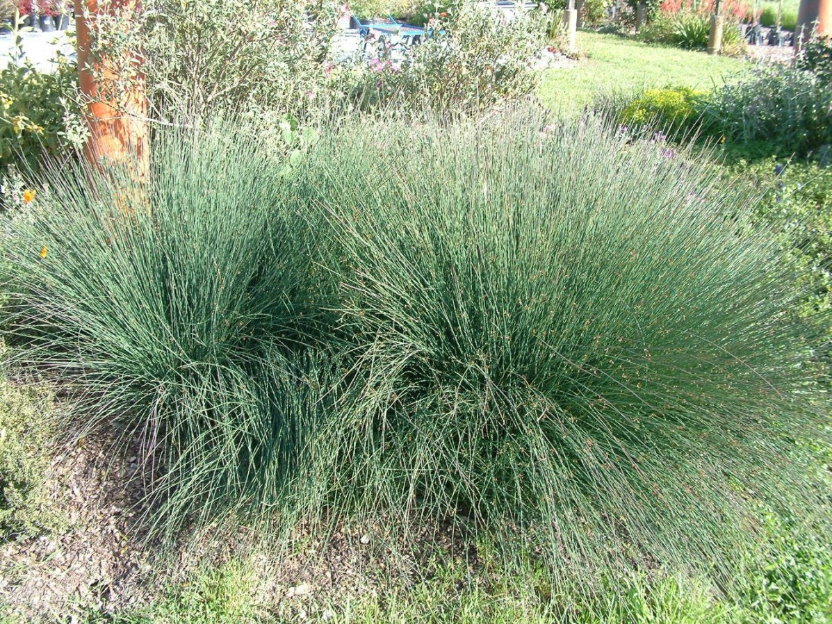 Grasses