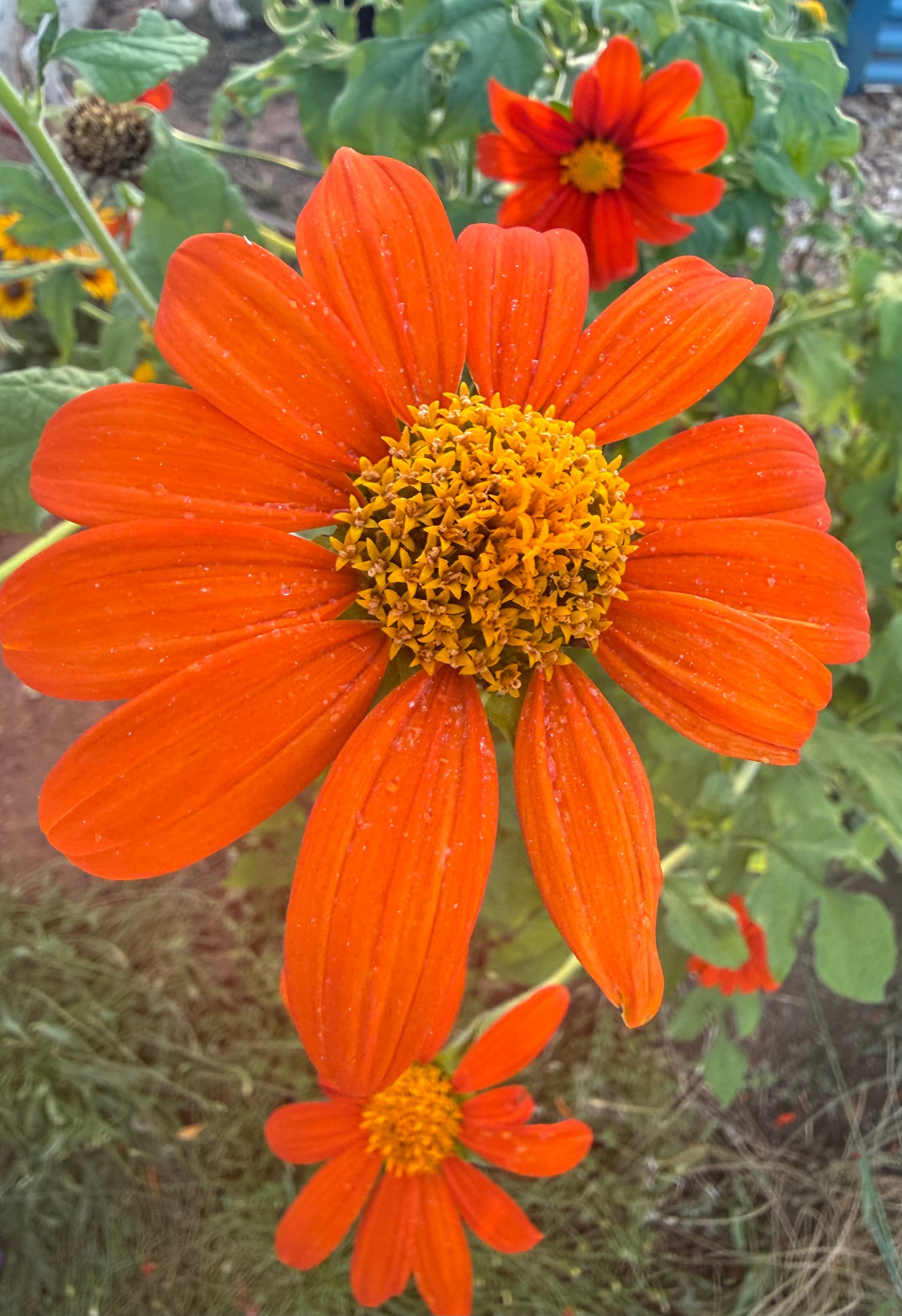 Annuals