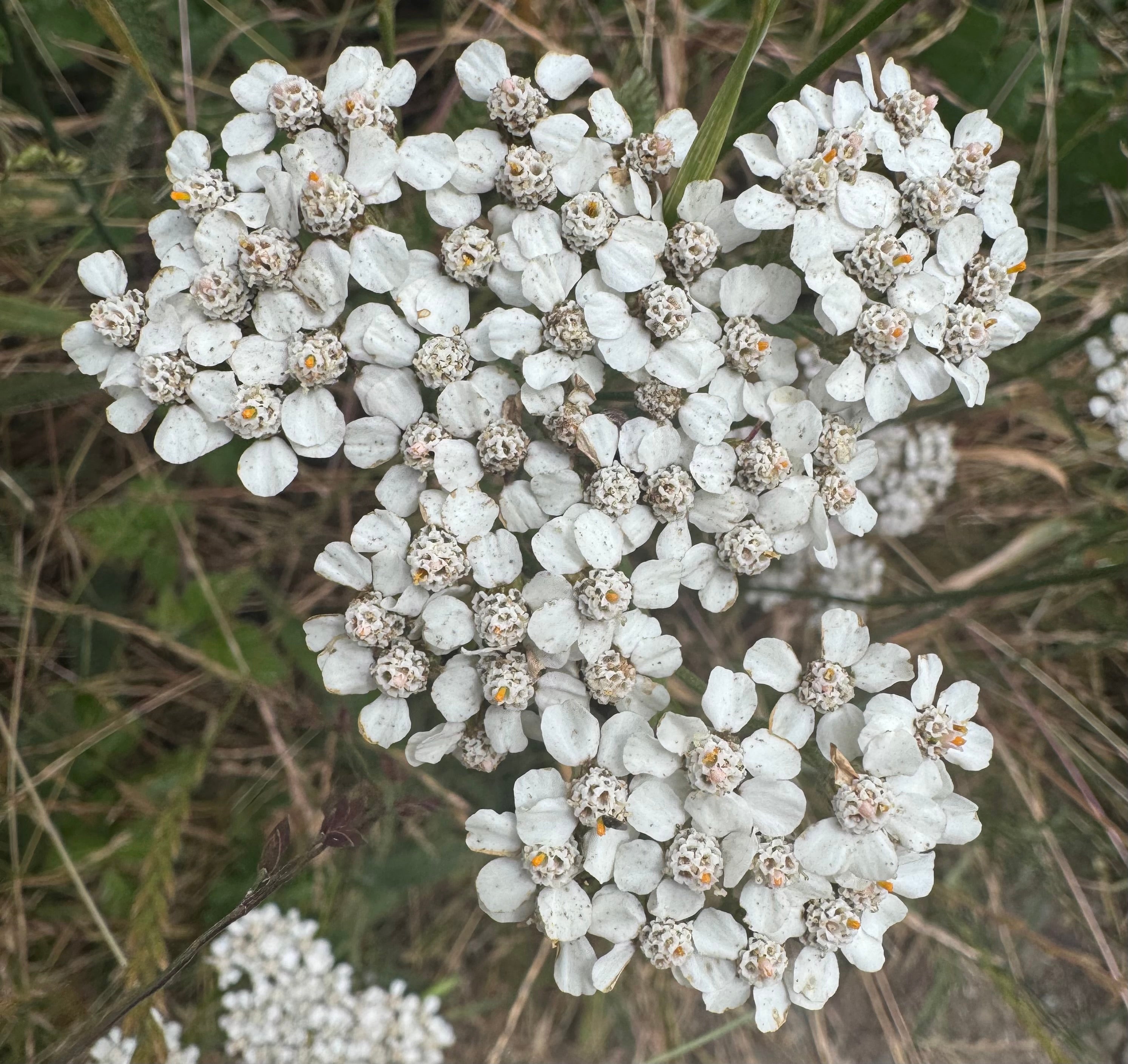 California Natives