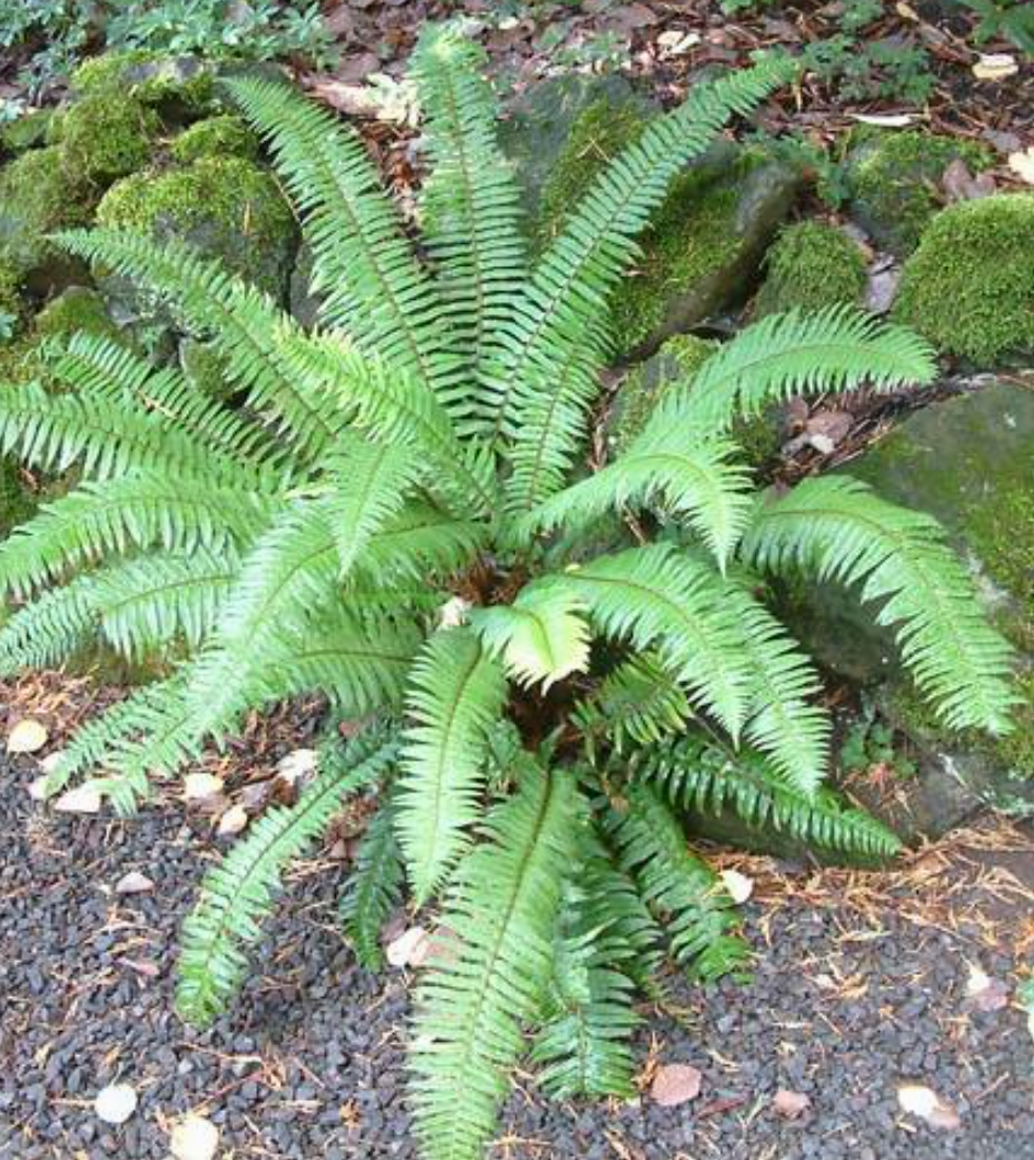 Ferns