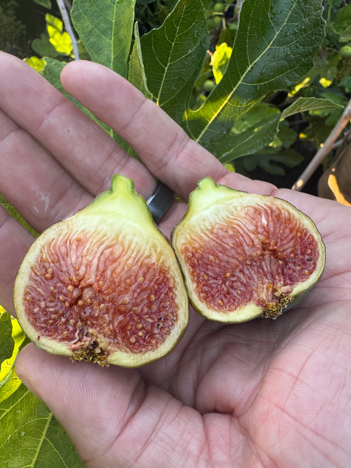 Fig Bayernfeige