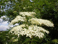 Black Elderberry