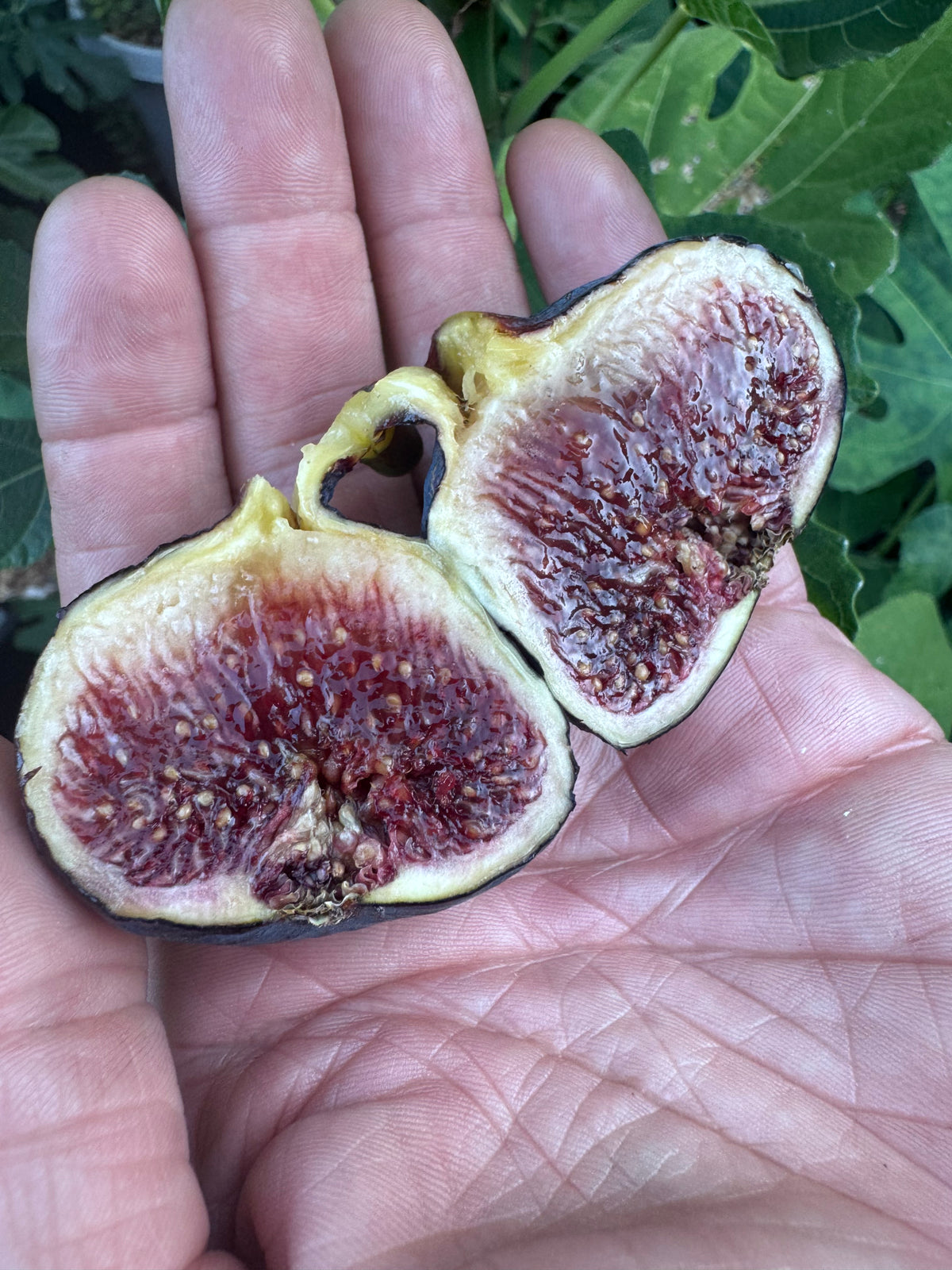 Fig Black Manzanita