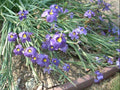 Blue Eyed Grass