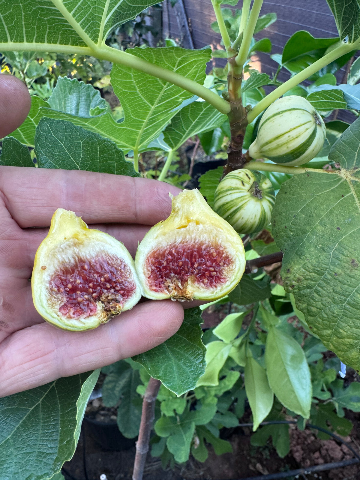 Fig Bordissot Blanca Rimada