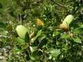 Canyon Live Oak