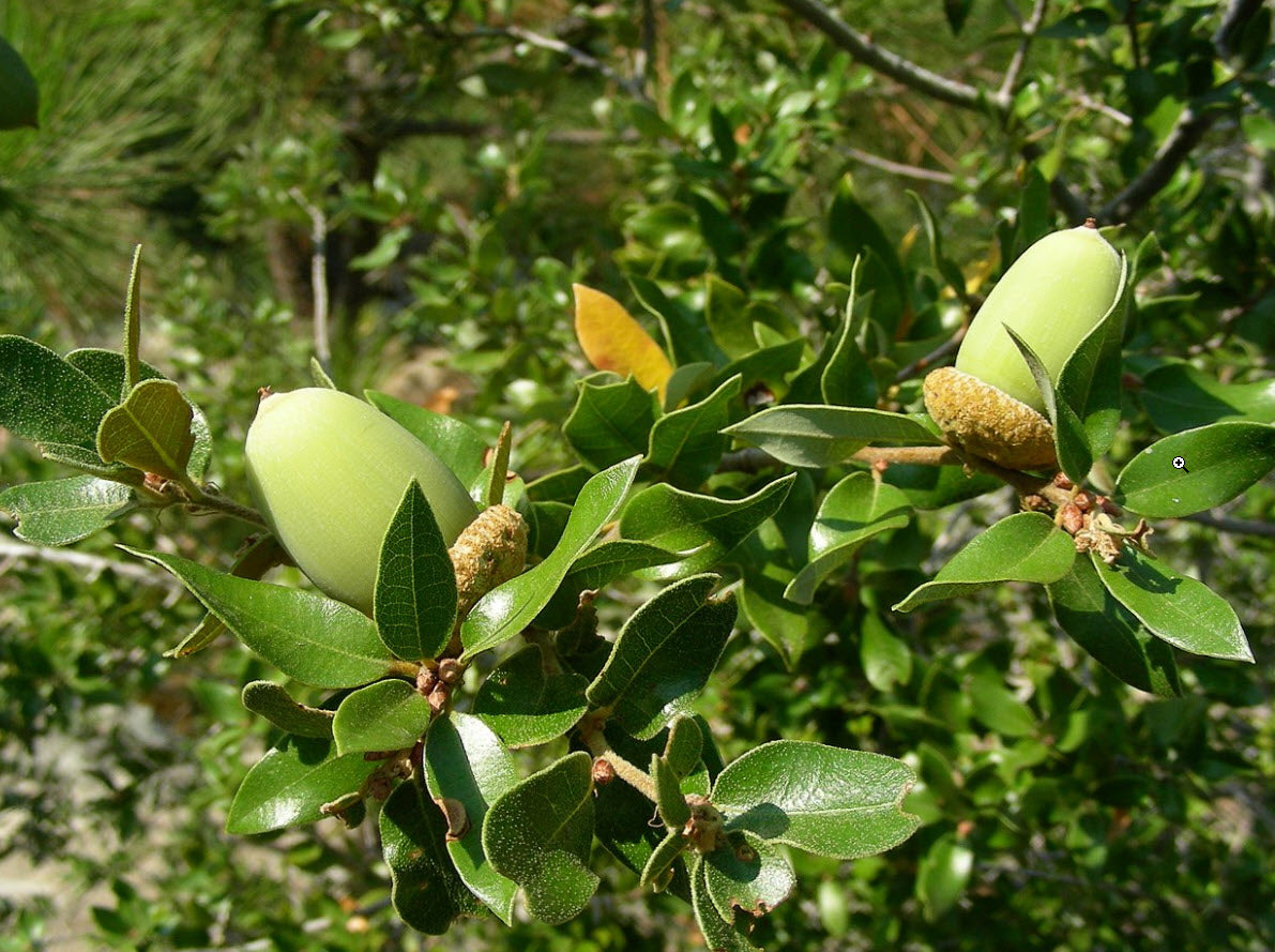 Canyon Live Oak