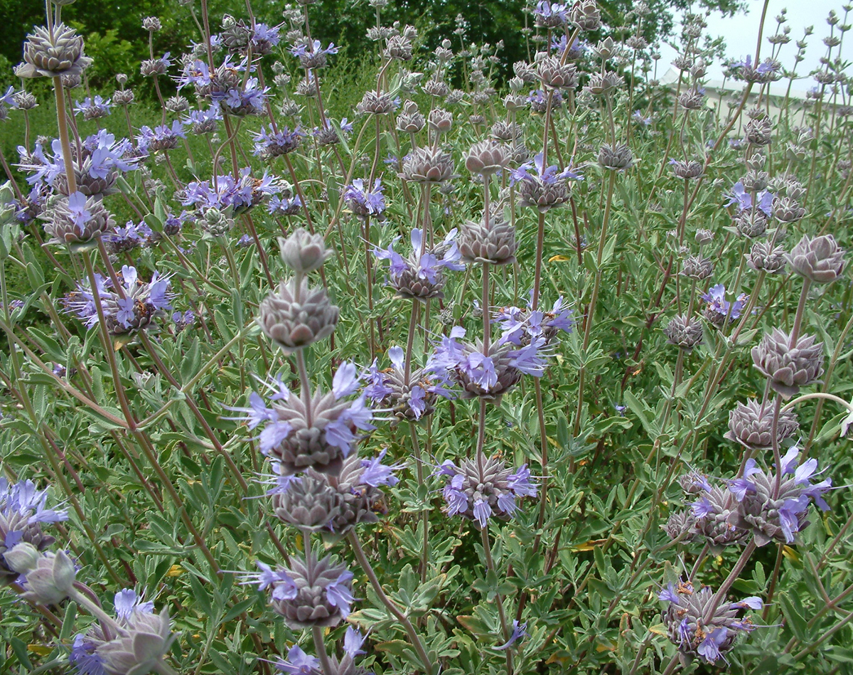 Whirly Blue Sage