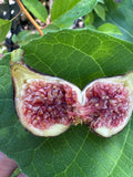 Fig Dark Portuguese
