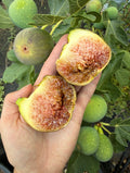 Fig Dark Syrian