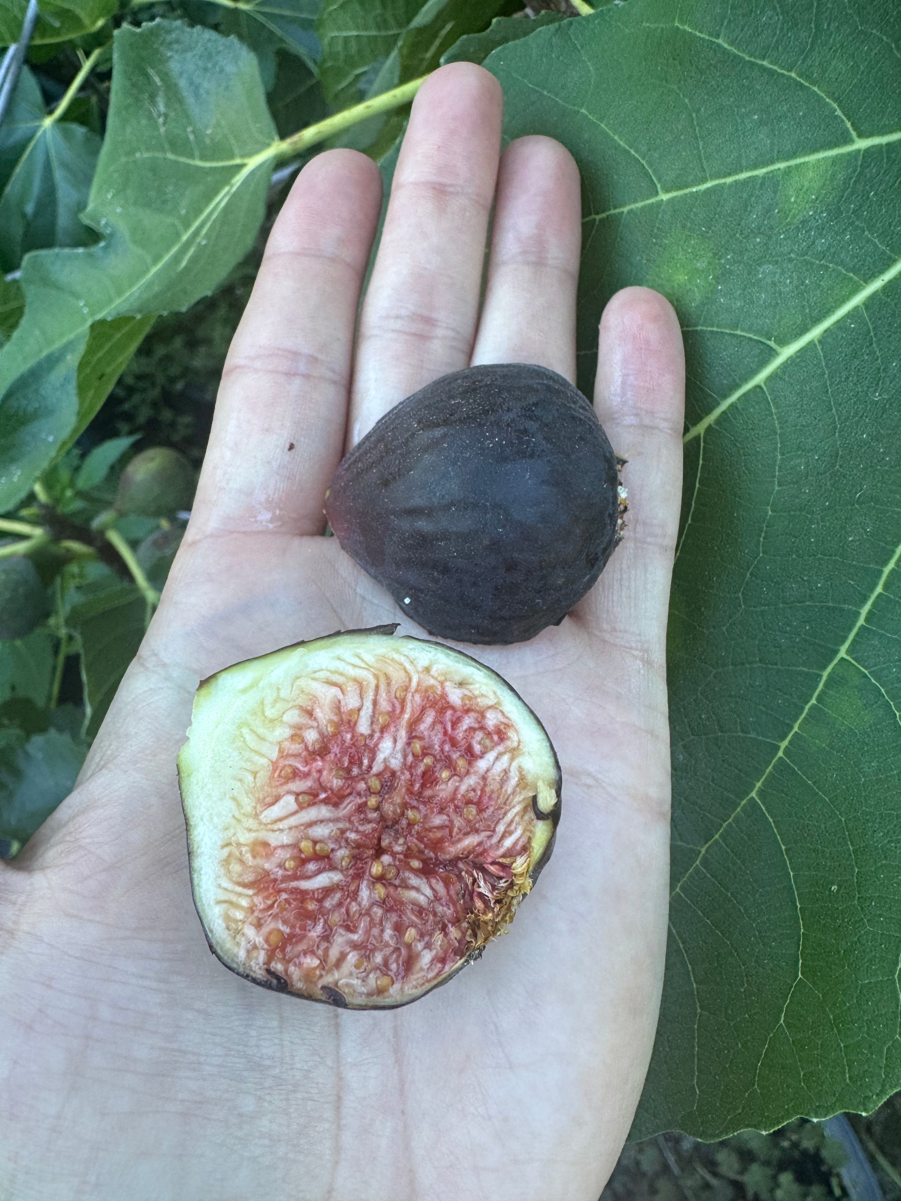 Fig De Tres Esplets