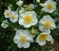 Elizabeth Bush Anemone