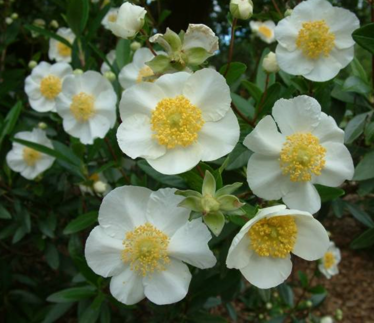 Elizabeth Bush Anemone