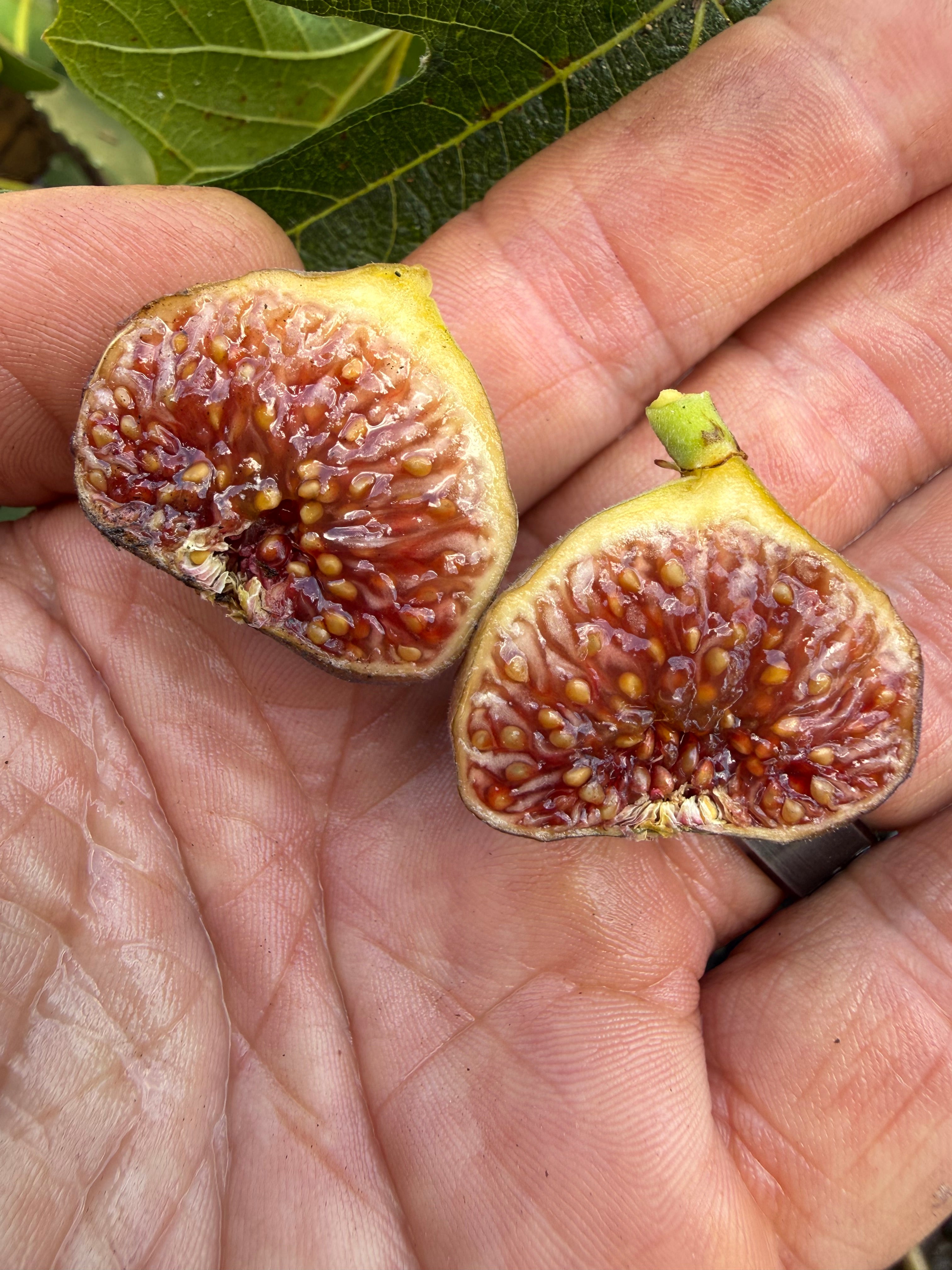 Fig Florea