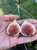 Fig Gm 149A Gozo Rose