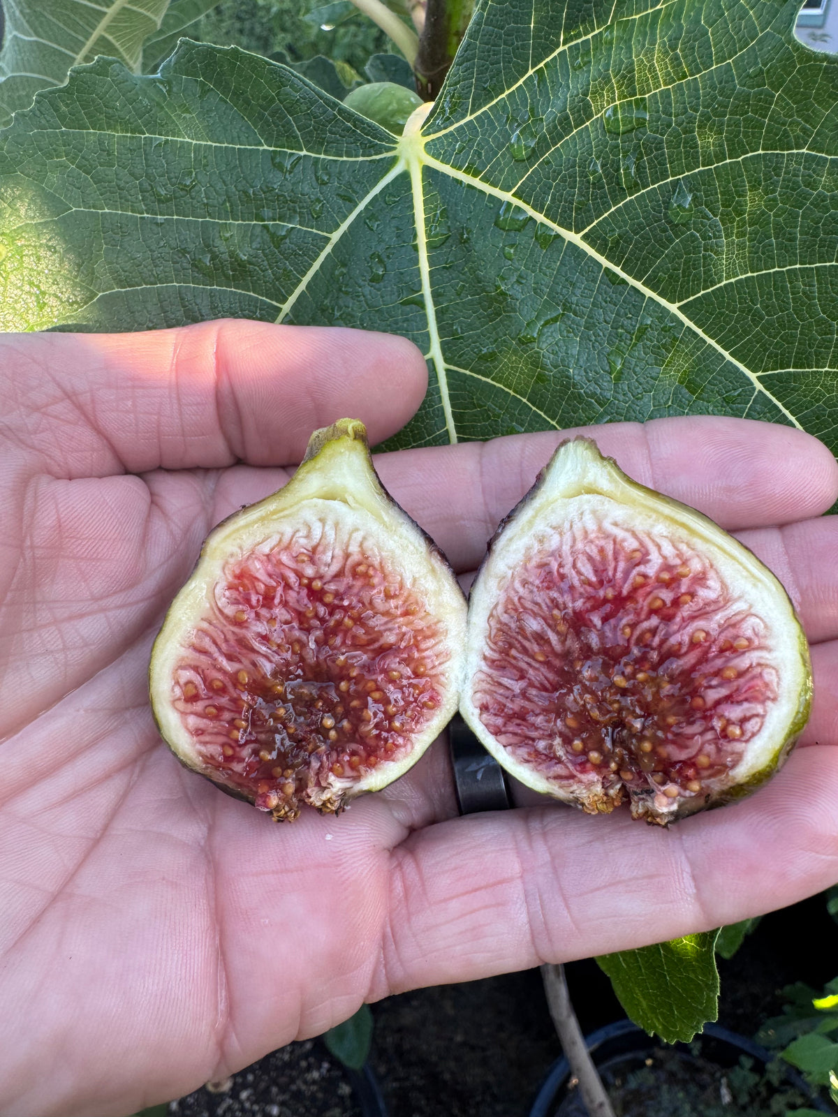 Fig Gm 149A Gozo Rose