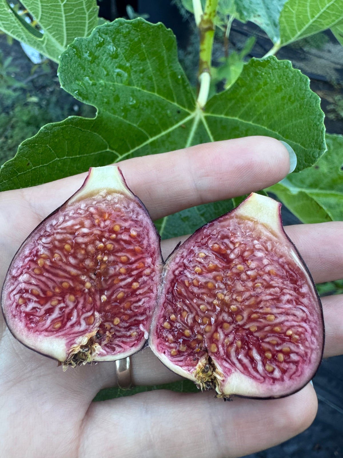 Fig Hilt's Honey