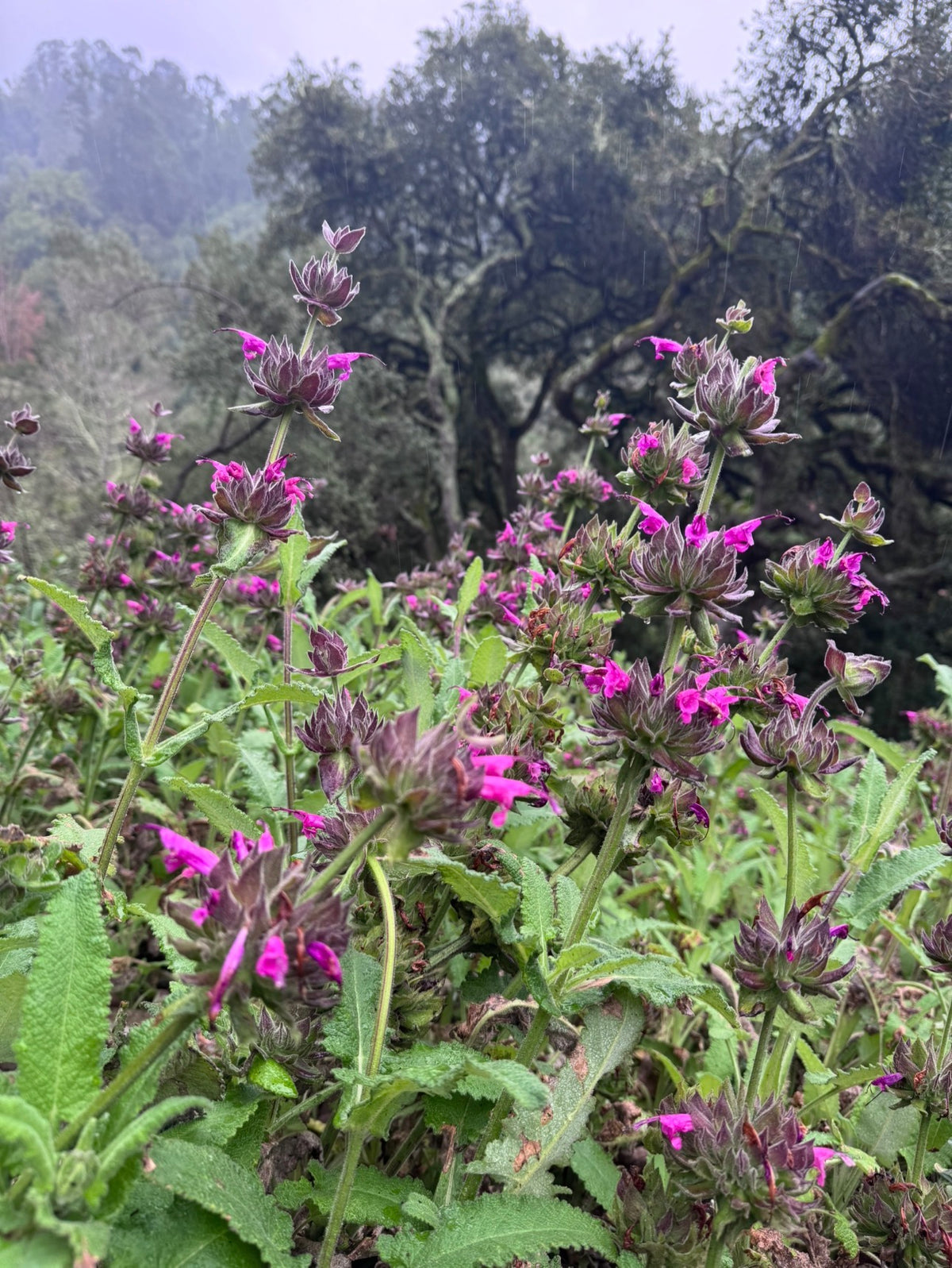 Hummingbird Sage