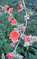 Desert Globemallow