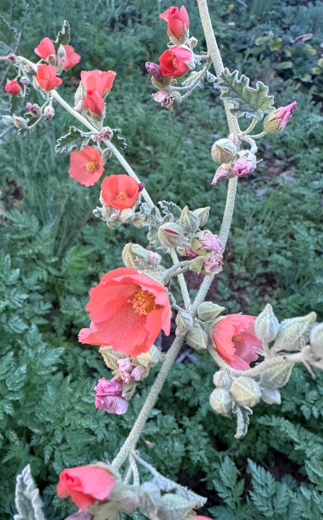 Desert Globemallow