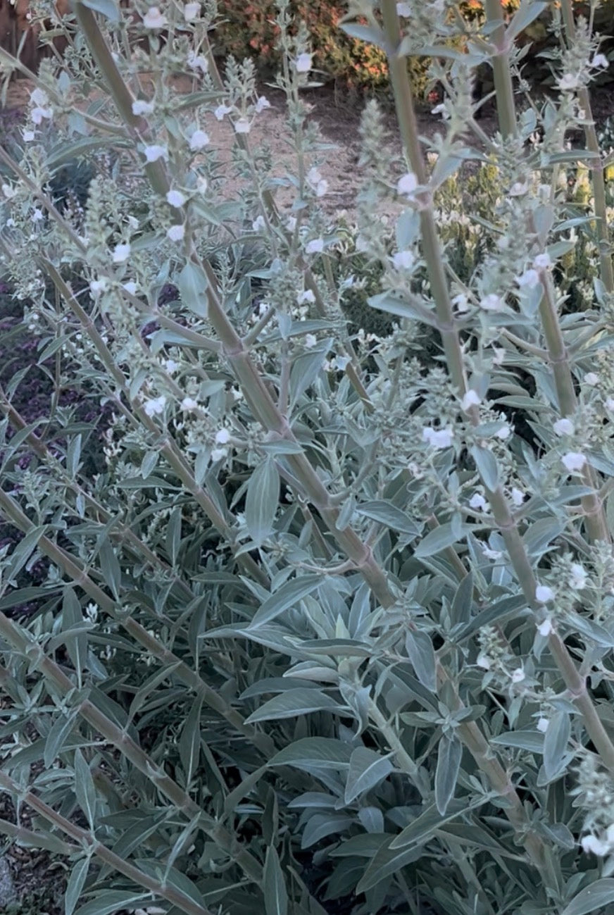 White Sage