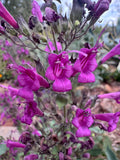 Mexican Pitcher Sage