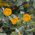 Palmer's Indian Mallow