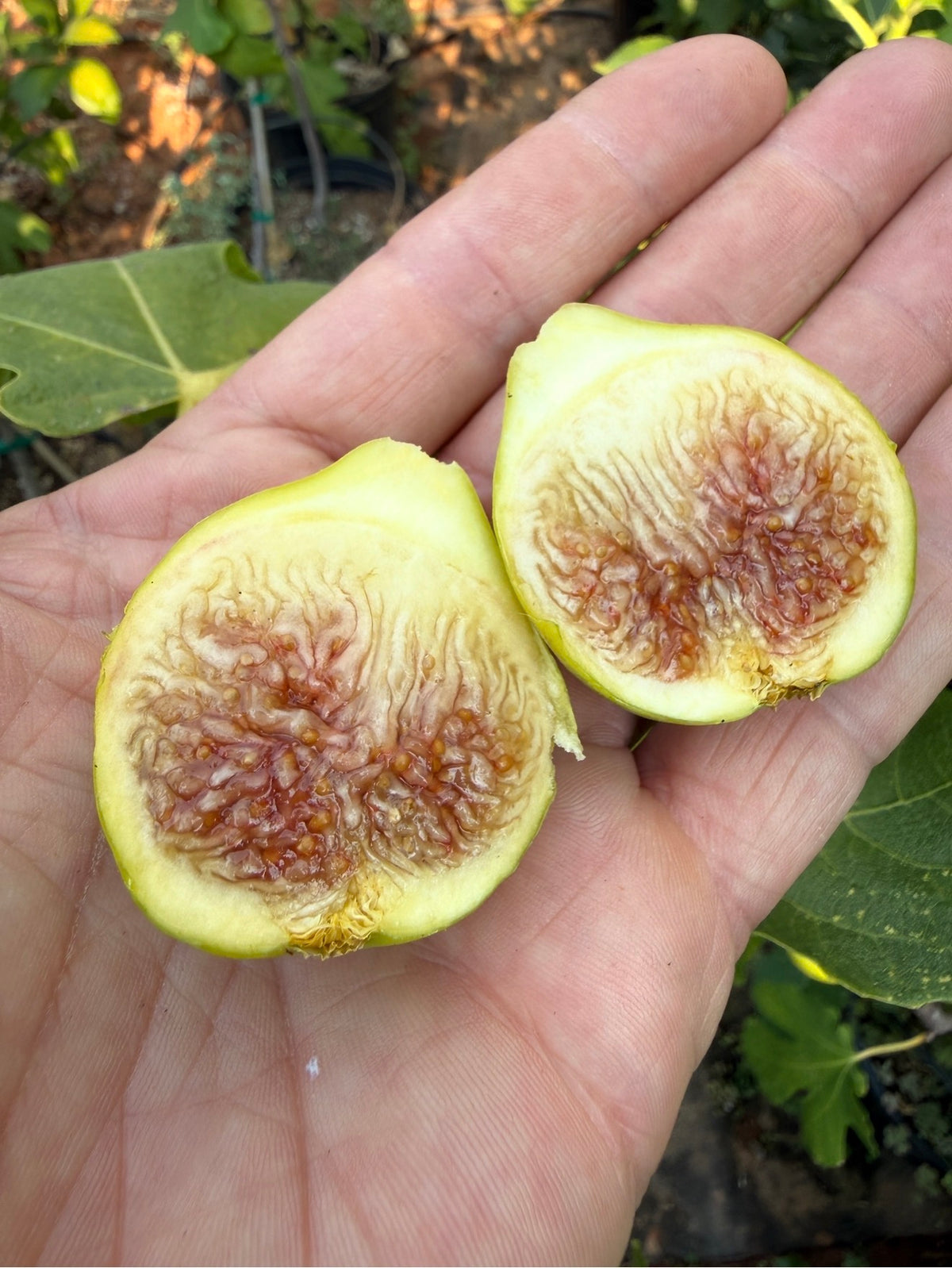 Fig Elk Grove