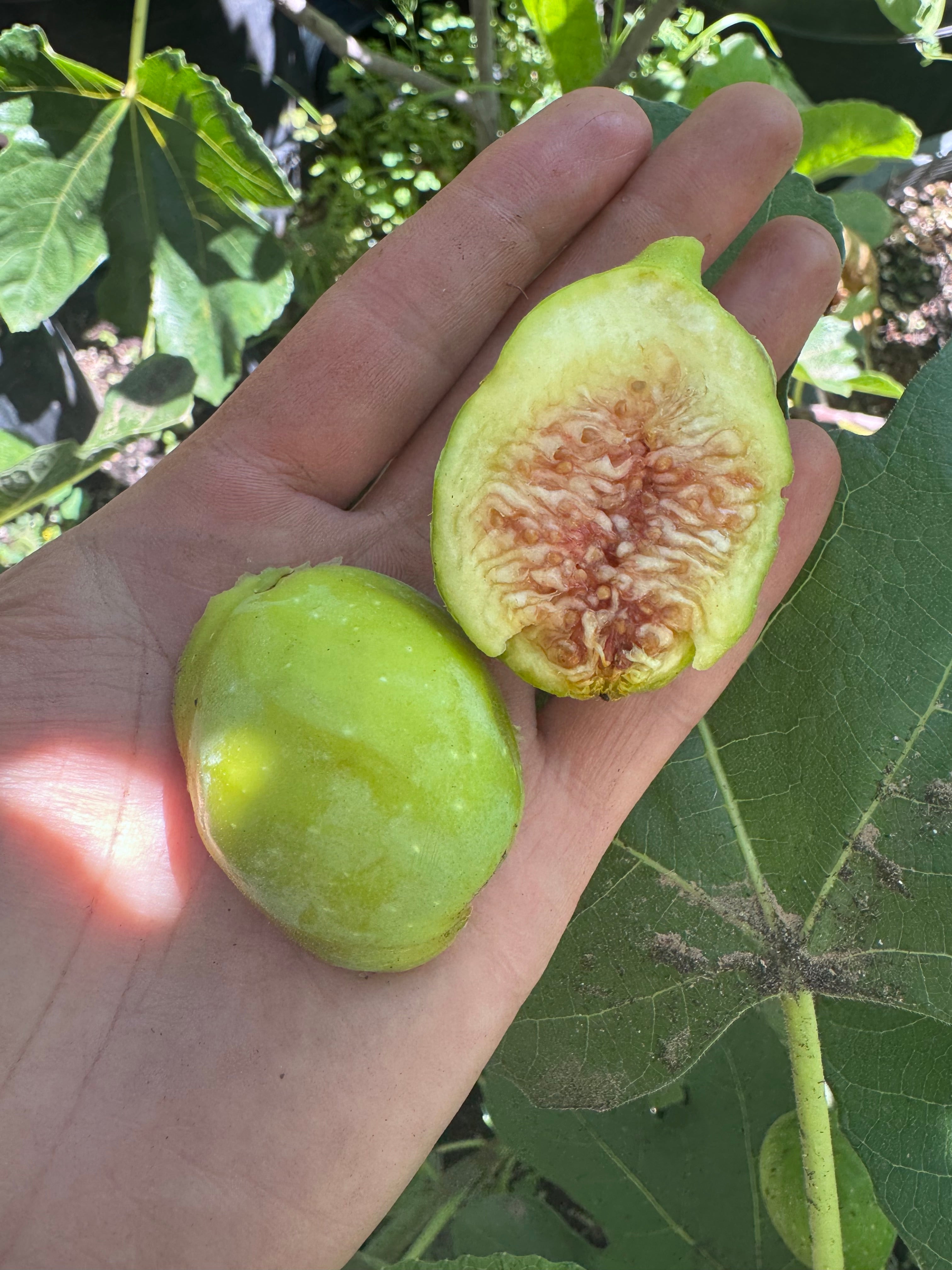 Fig LSU Champagne