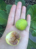 Fig LSU Gold