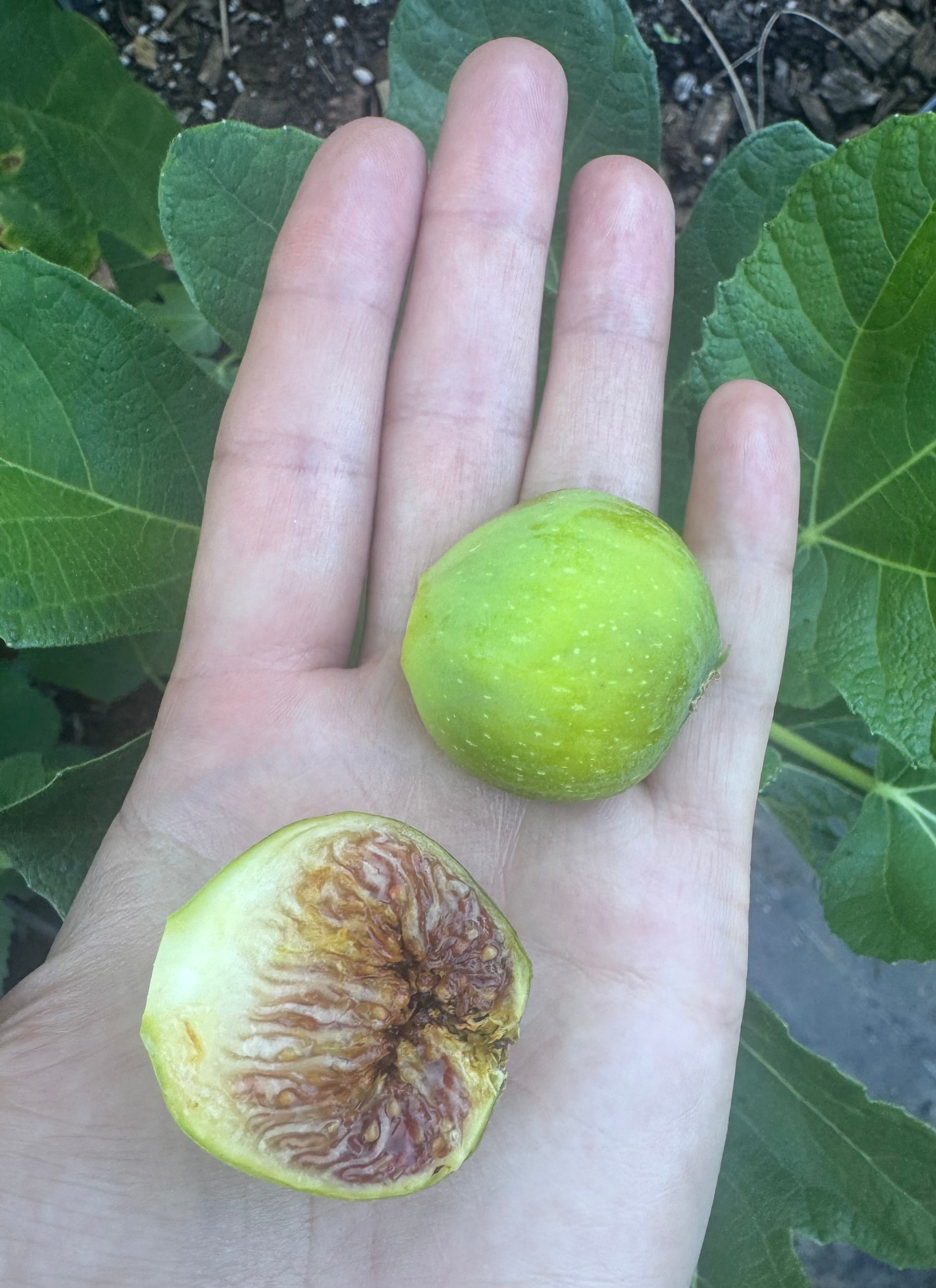 Fig LSU Gold