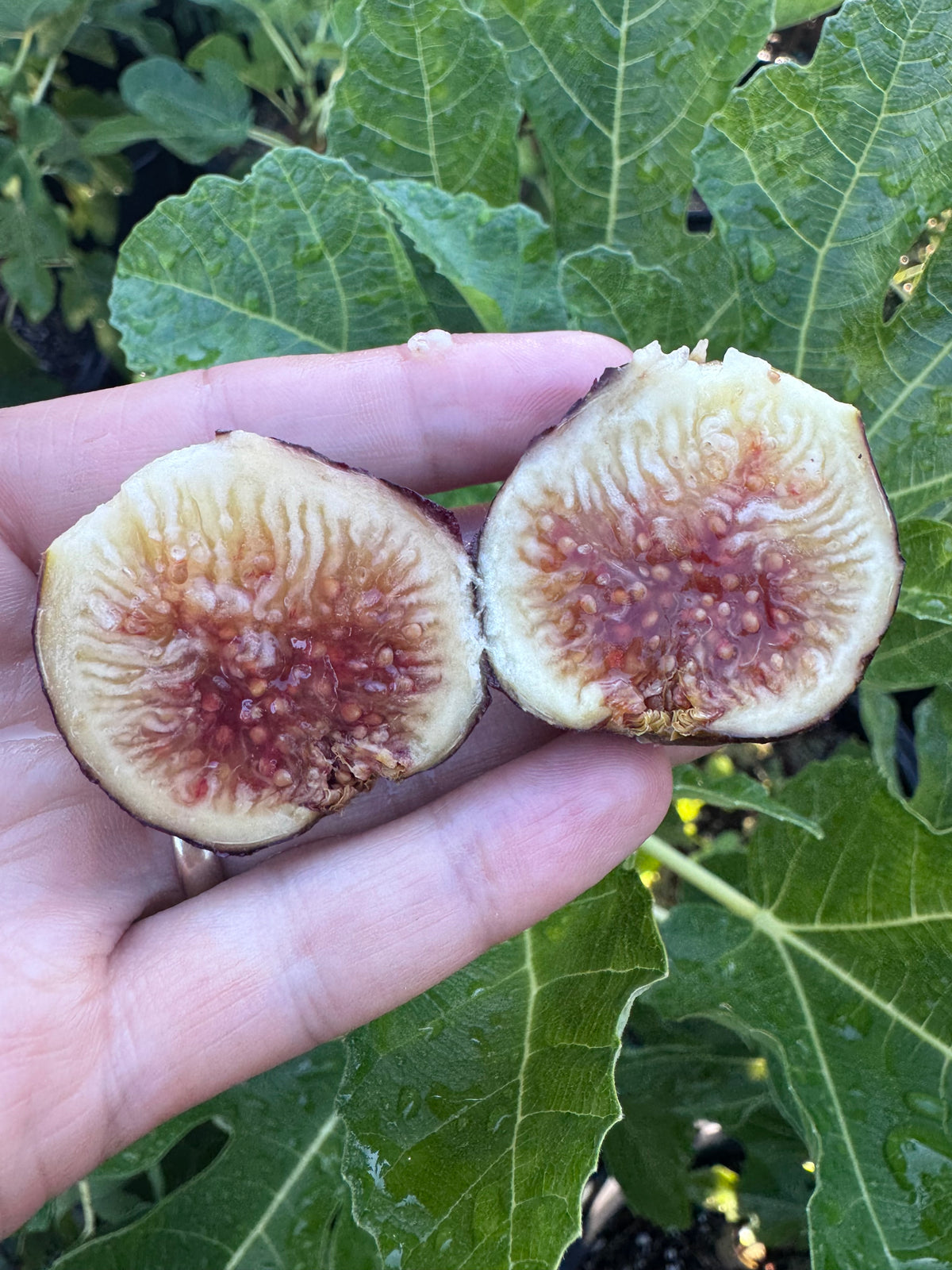 Fig LSU Purple