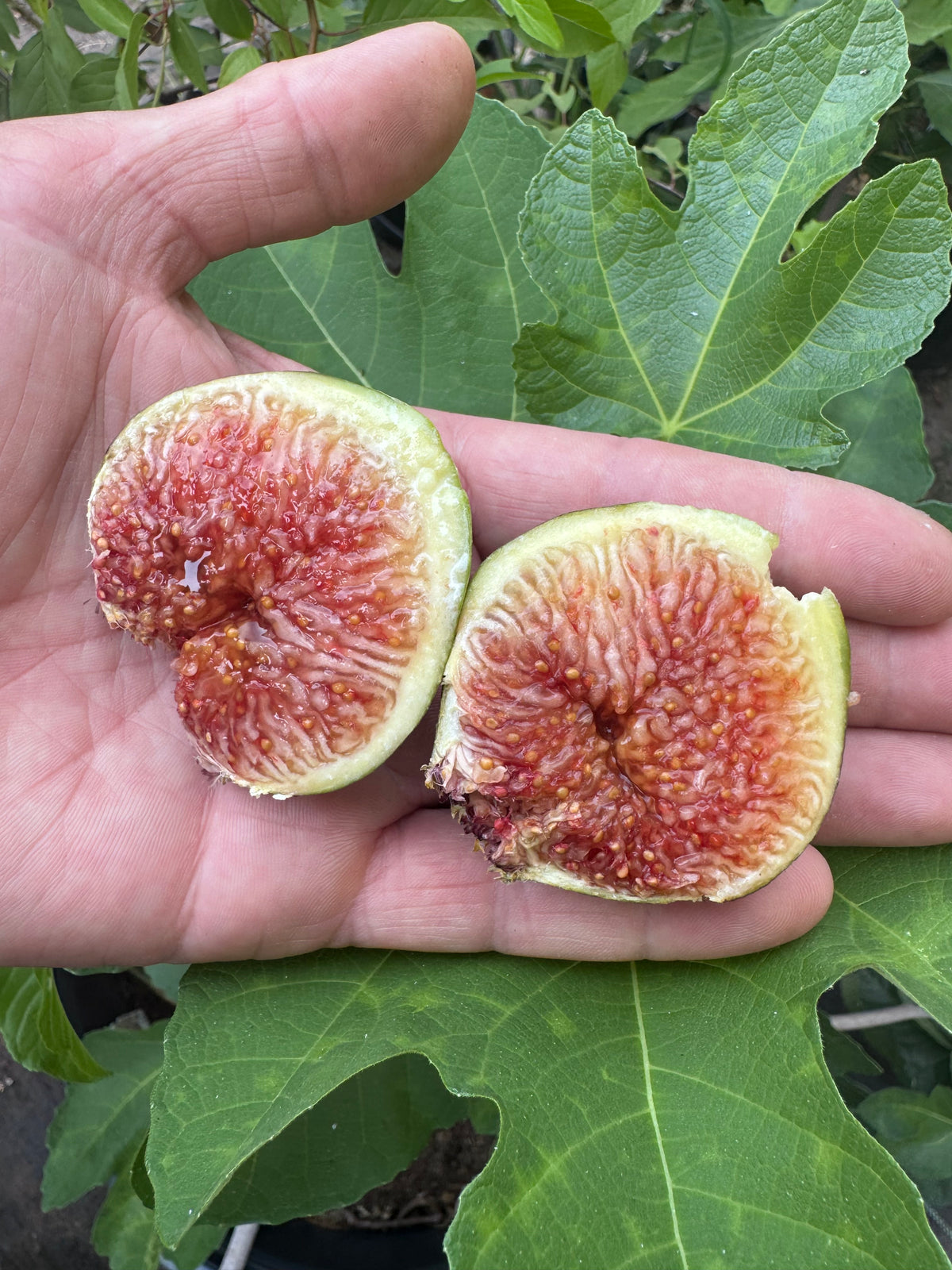 Fig Malta Purple Red