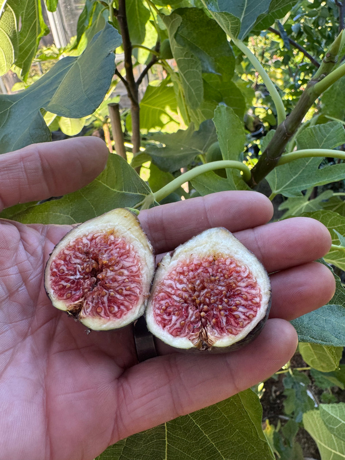 Fig Martinenca Rimada