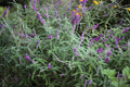 Midnight Mexican Sage
