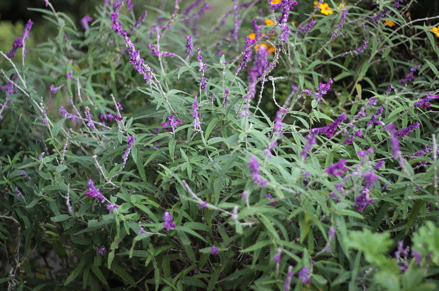 Midnight Mexican Sage