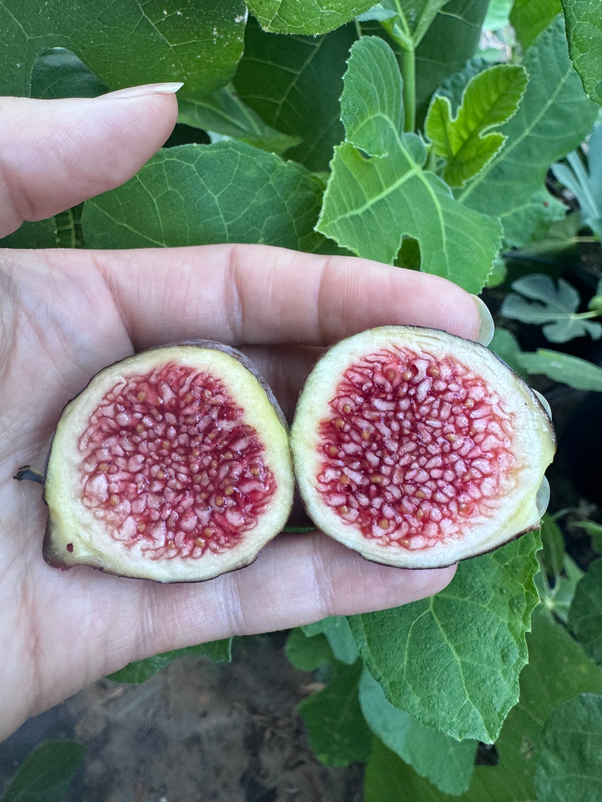 Fig Natalina