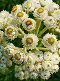 Pearly Everlasting
