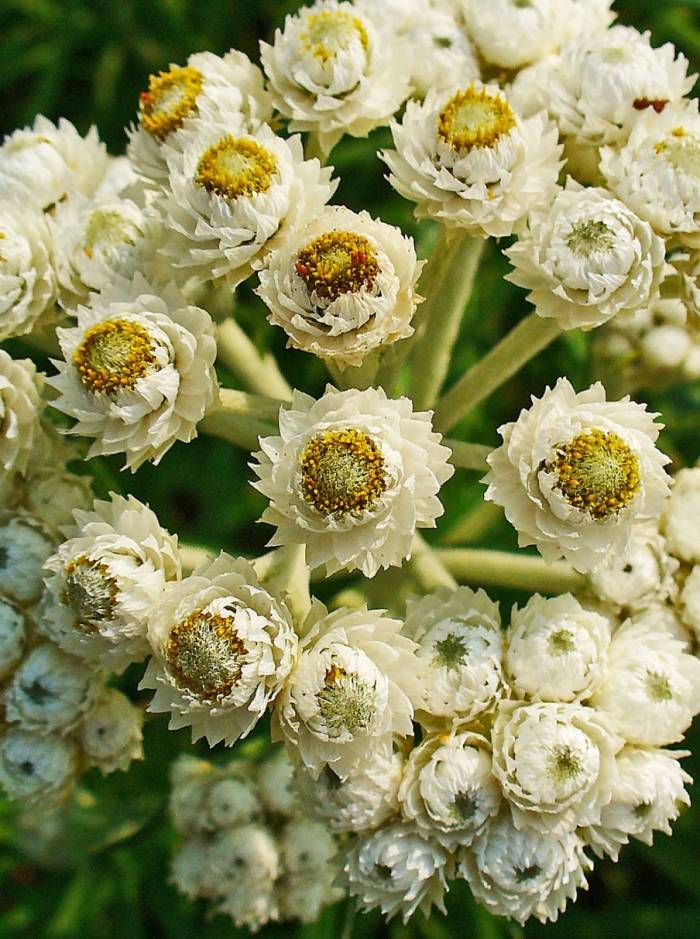 Pearly Everlasting