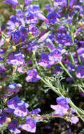 Margarita BOP Penstemon