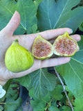 Fig Raasti