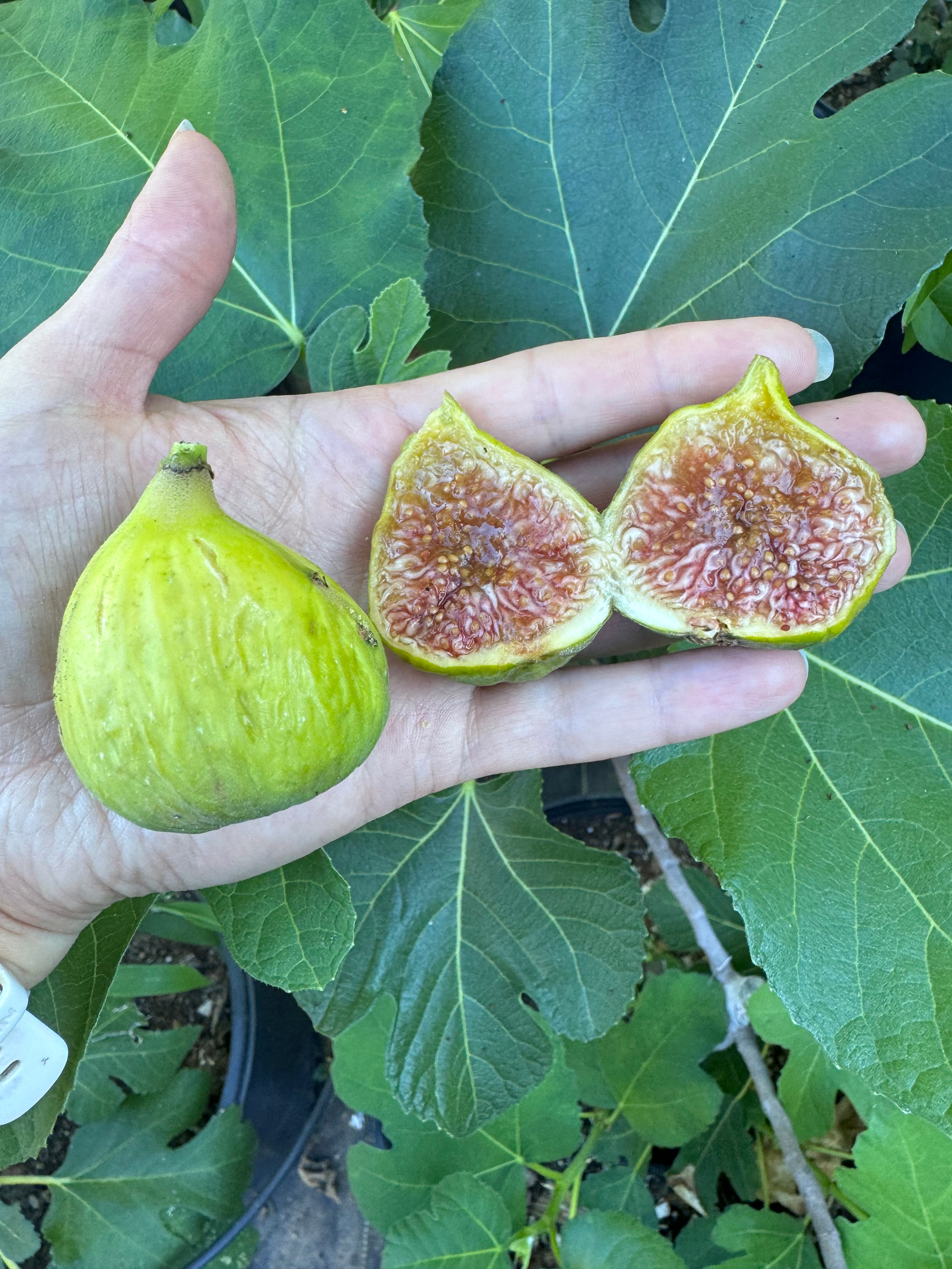 Fig Raasti