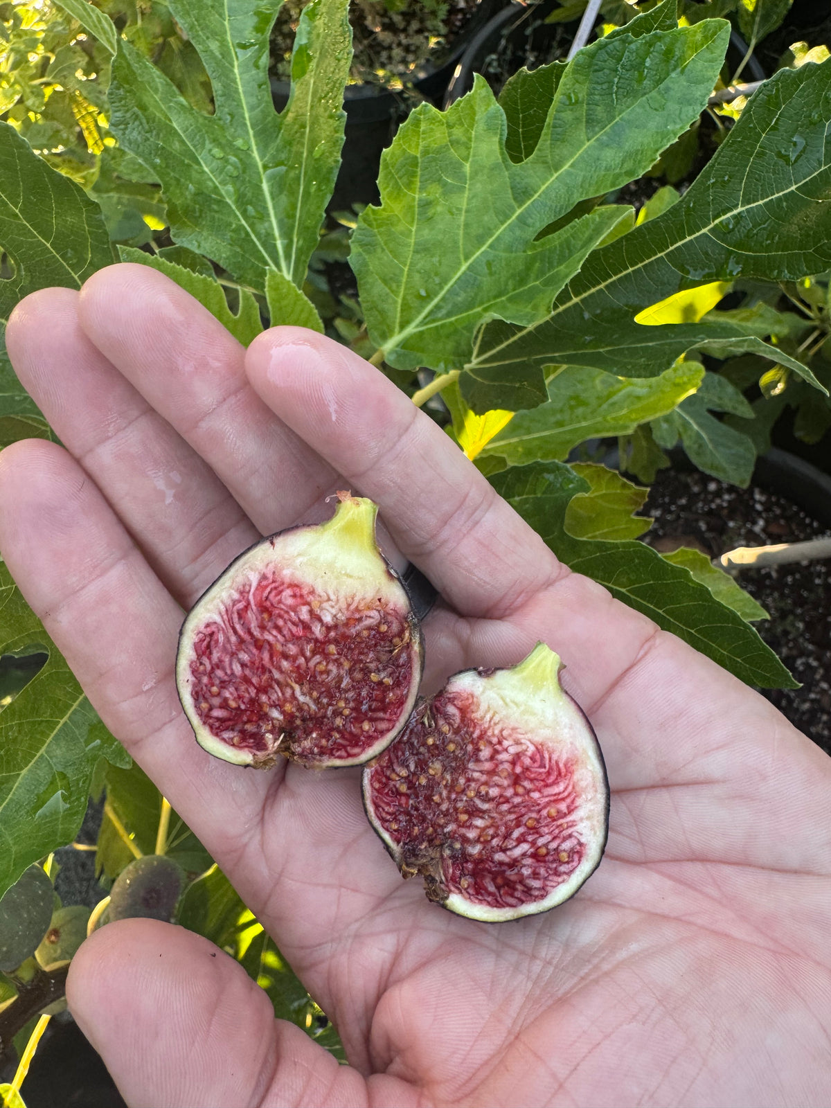 Fig Raspberry Latte