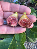 Fig Ravin de Calce