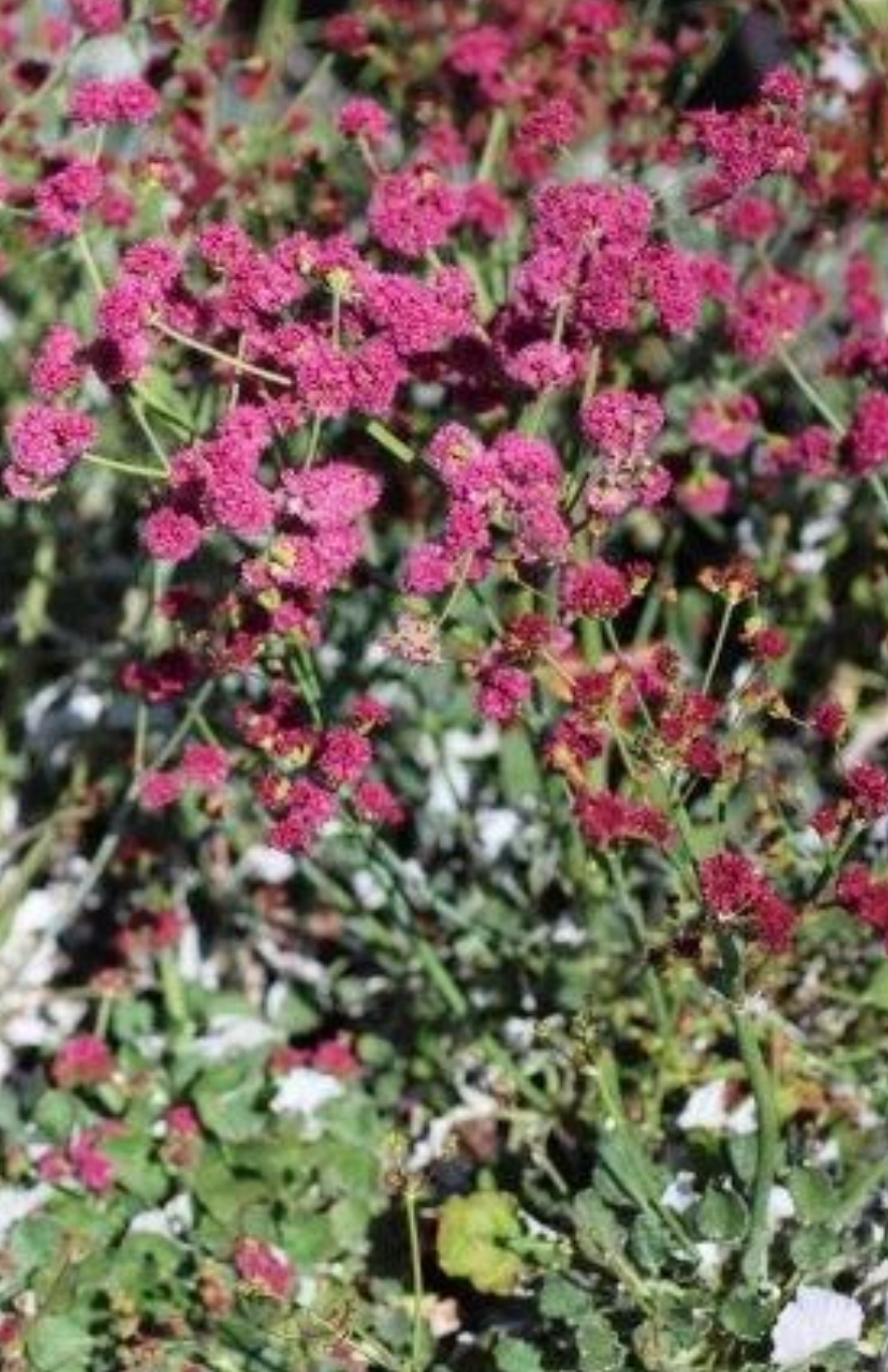 Red Buckwheat