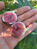 Fig Ronde de Bordeaux