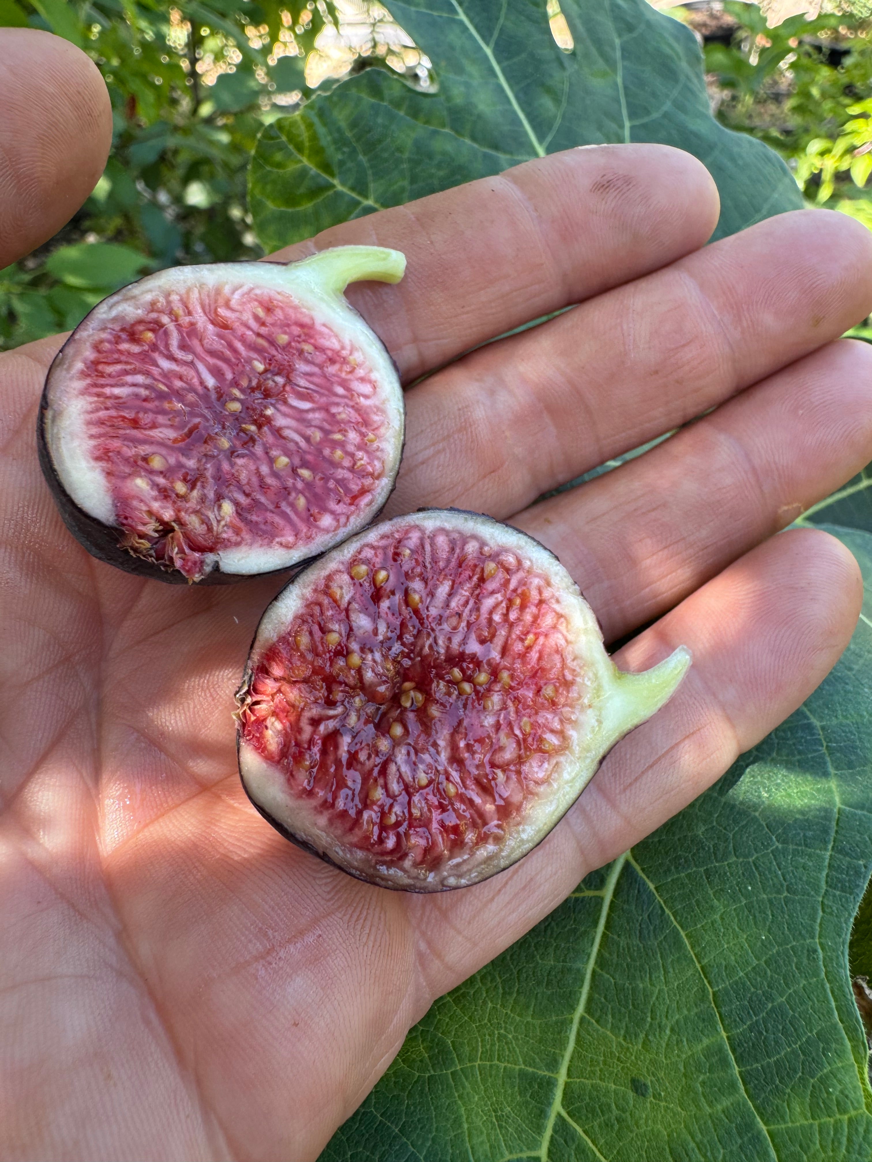 Fig Ronde de Bordeaux