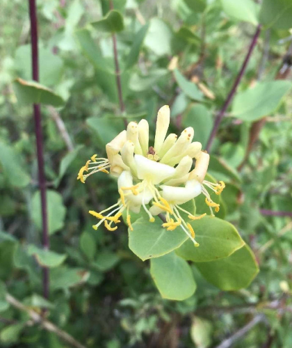 Chaparral Honeysuckle